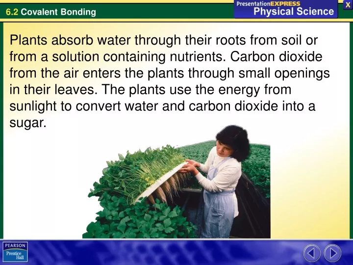 plants absorb water through their roots from soil