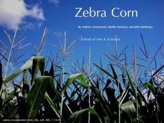 Zebra Corn