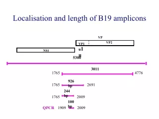 Localisation and length of B19 amplicons