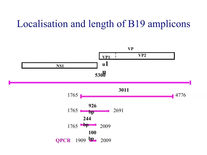 localisation and length of b19 amplicons