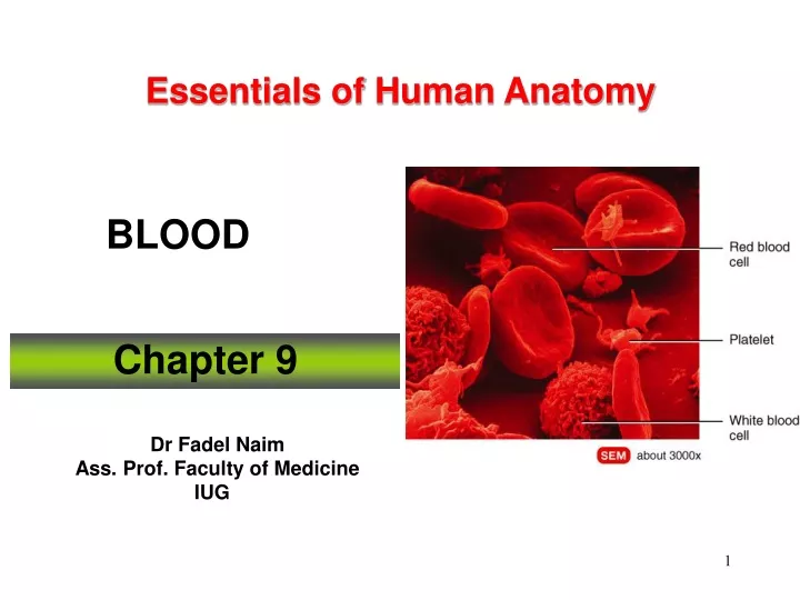 essentials of human anatomy