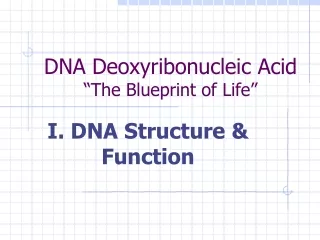 DNA Deoxyribonucleic Acid “The Blueprint of Life”