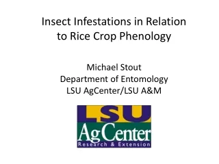 Insect Infestations in Relation to Rice Crop Phenology