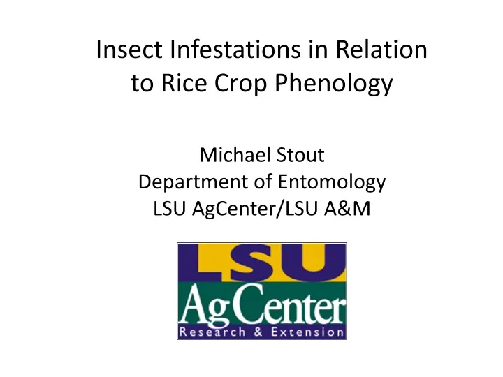 insect infestations in relation to rice crop