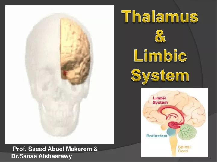 thalamus limbic system