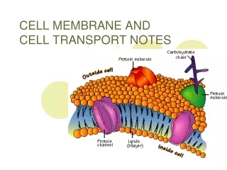 CELL MEMBRANE AND  CELL TRANSPORT NOTES