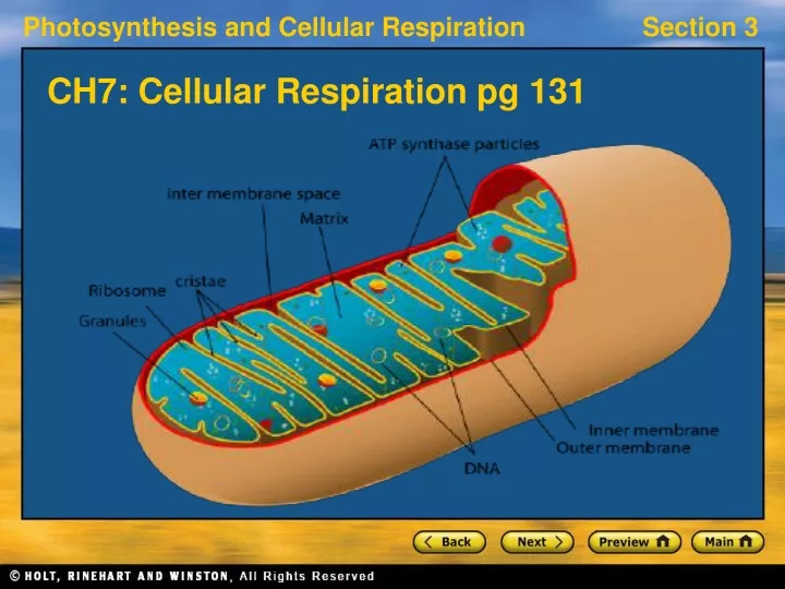 ch7 cellular respiration pg 131