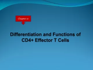 Differentiation and Functions of CD4+ Effector T Cells