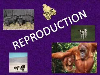 REPRODUCTION