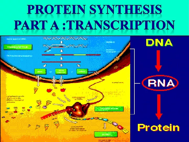 protein synthesis part a transcription
