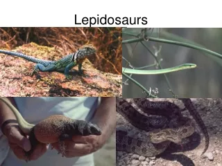 Lepidosaurs
