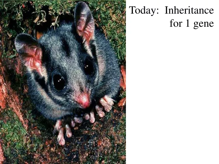 today inheritance for 1 gene