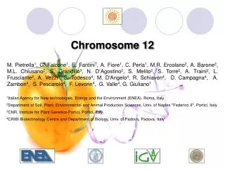 Chromosome 12