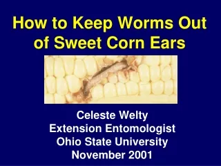 How to Keep Worms Out of Sweet Corn Ears