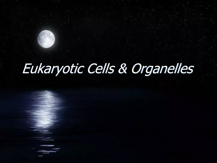 eukaryotic cells organelles