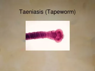 Taeniasis (Tapeworm)