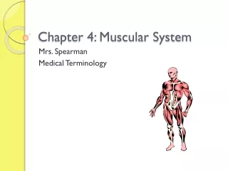 Chapter 4: Muscular System