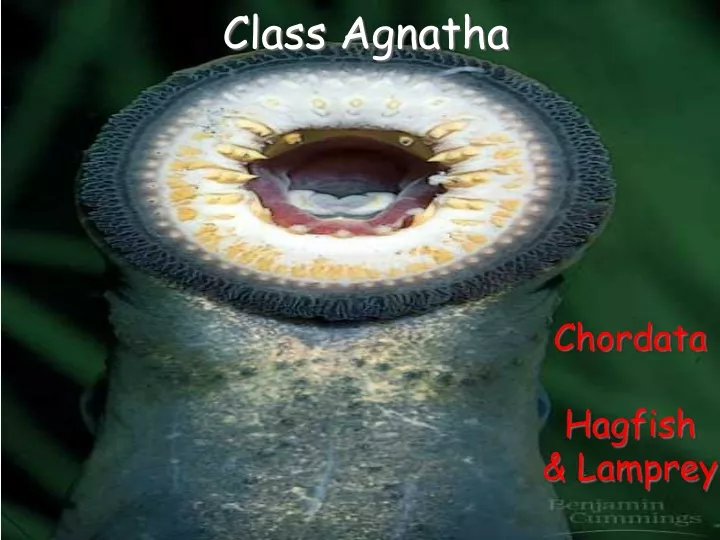 class agnatha