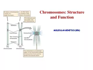 Chromosomes: Structure and Function