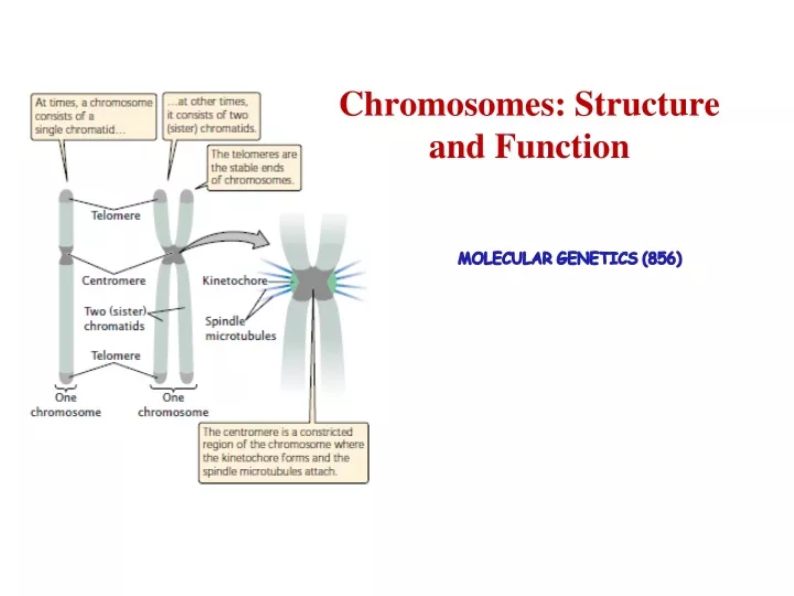 chromosomes structure and function