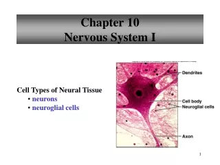 Chapter 10 Nervous System I