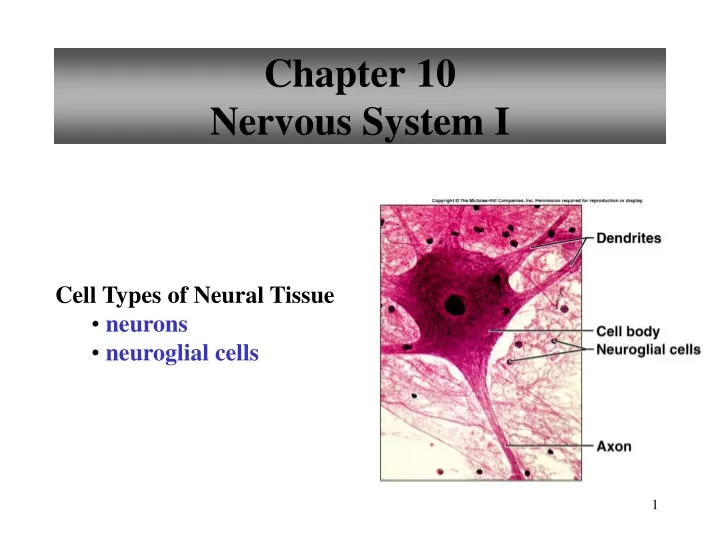 chapter 10 nervous system i