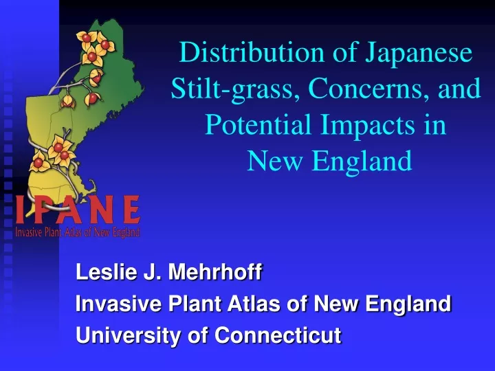distribution of japanese stilt grass concerns and potential impacts in new england