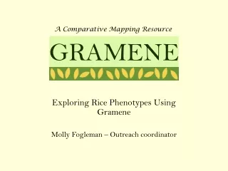 Exploring Rice Phenotypes Using Gramene Molly Fogleman – Outreach coordinator