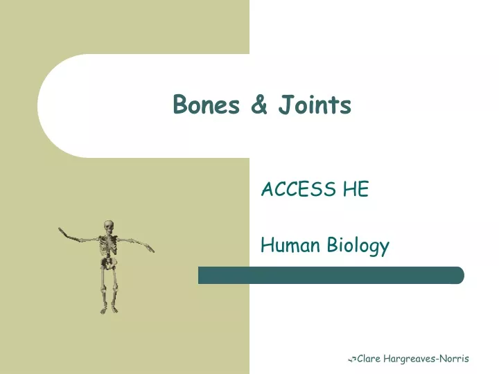 bones joints