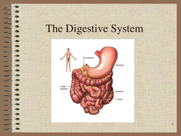 the digestive system