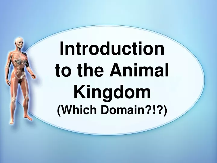 introduction to the animal kingdom which domain