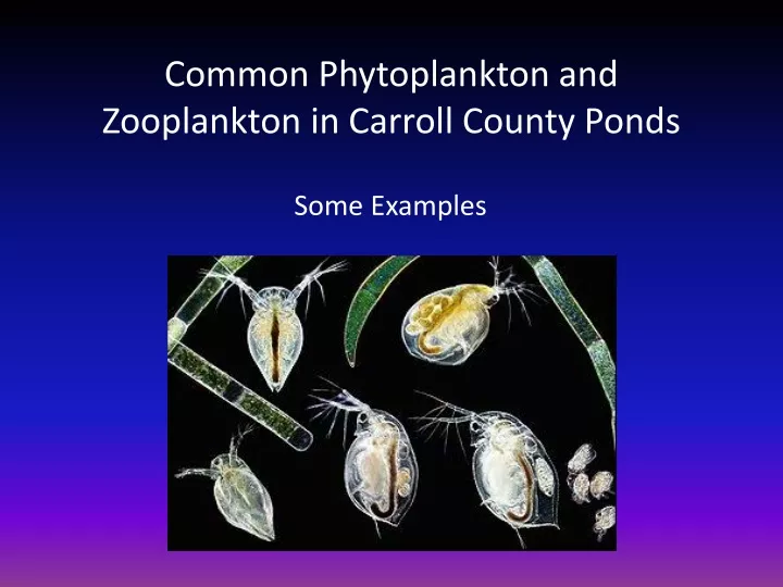 common phytoplankton and zooplankton in carroll