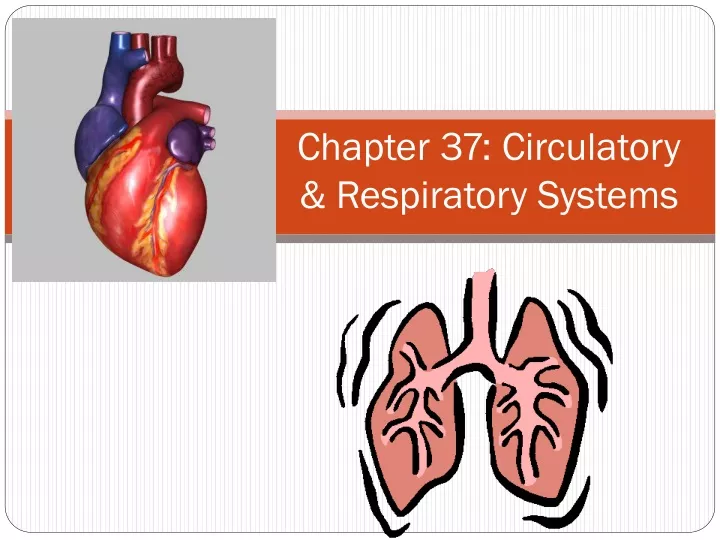 chapter 37 circulatory respiratory systems