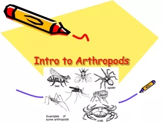 Intro to Arthropods