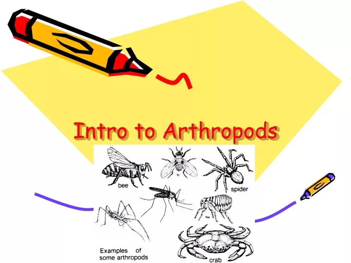 intro to arthropods