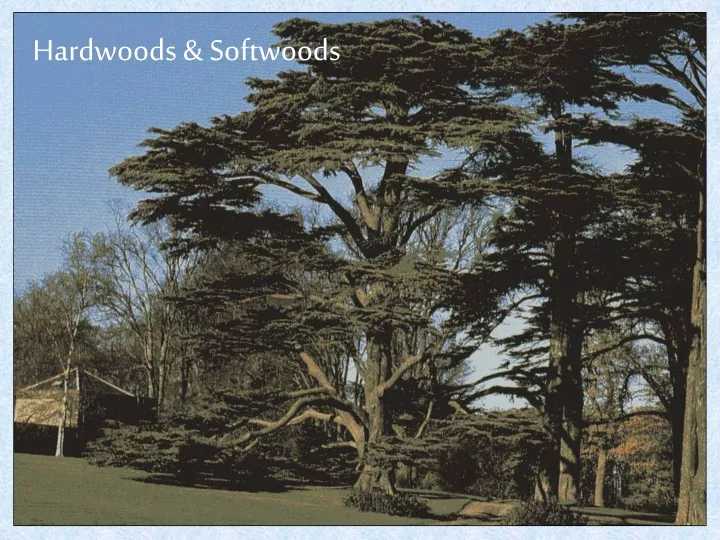 hardwoods softwoods