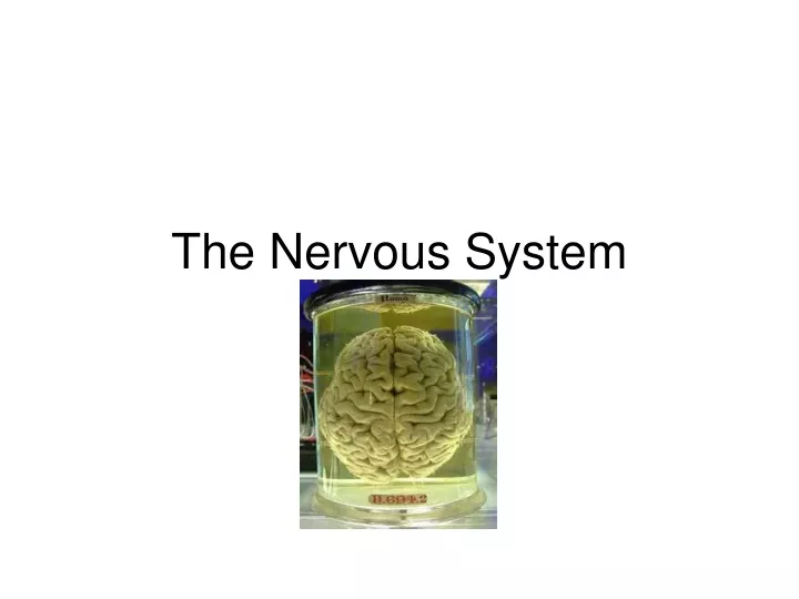 the nervous system