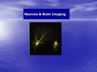 Neurons &amp; Brain Imaging