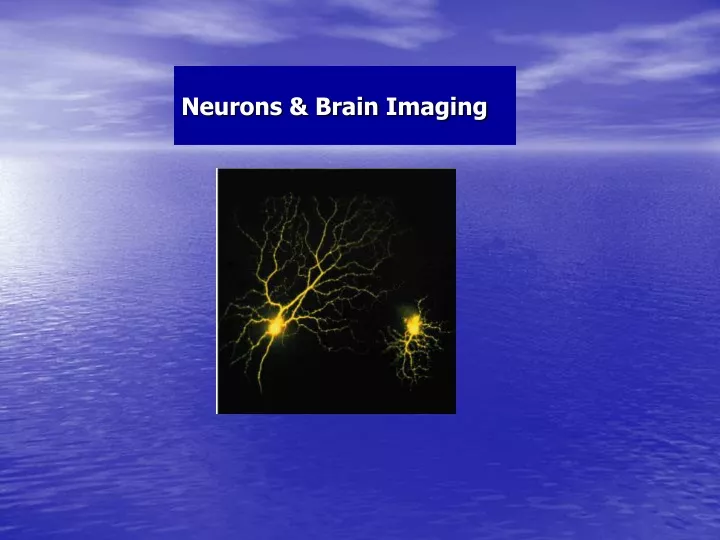 neurons brain imaging