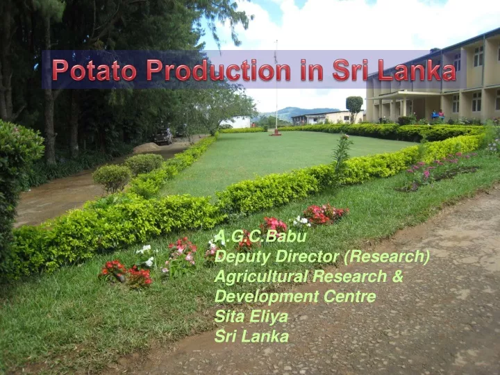 potato production in sri lanka