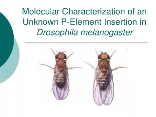 Molecular Characterization of an  Unknown P-Element Insertion in  Drosophila melanogaster