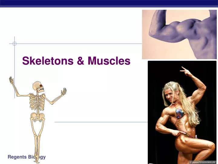 skeletons muscles
