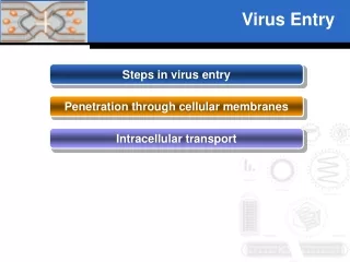Virus Entry