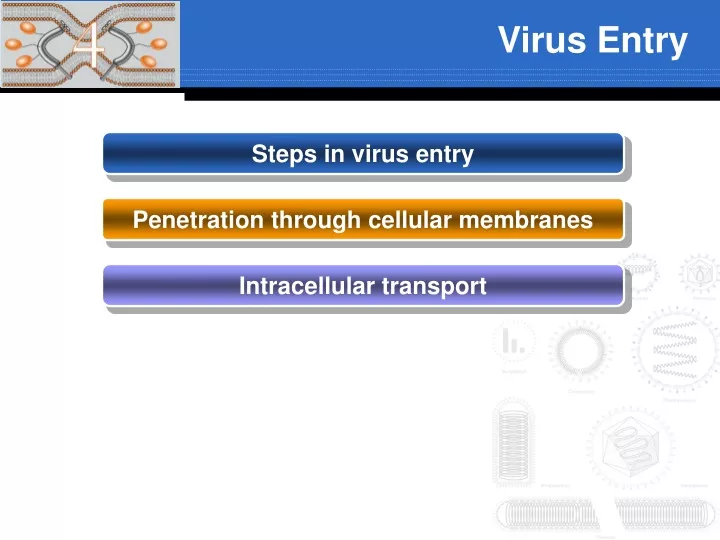 virus entry