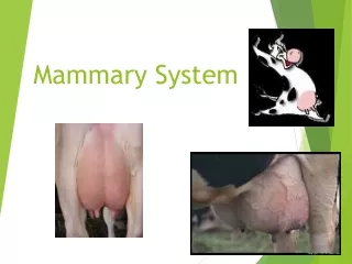 Mammary System