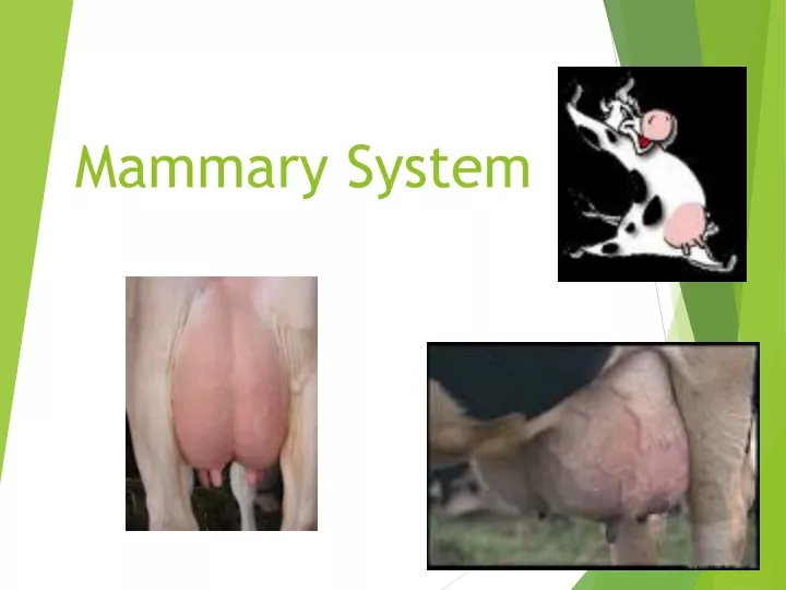 mammary system