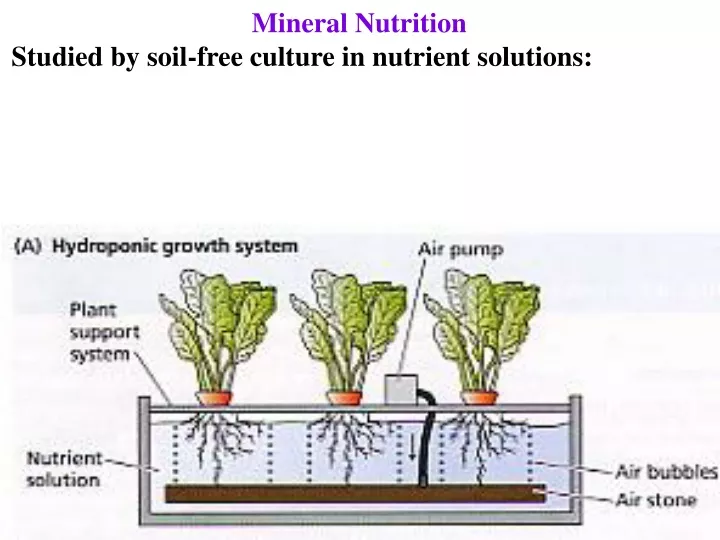 mineral nutrition studied by soil free culture