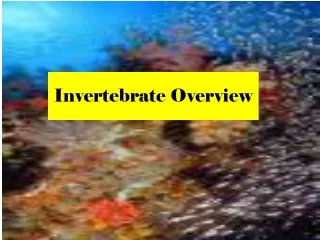 Invertebrate Overview