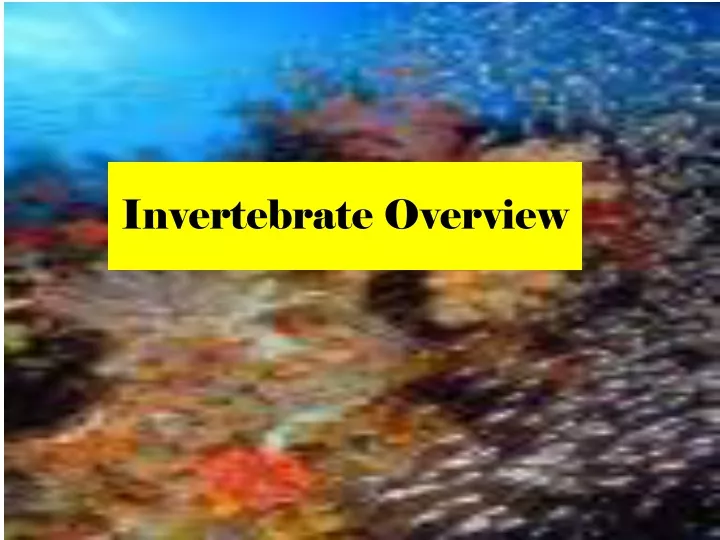 invertebrate overview