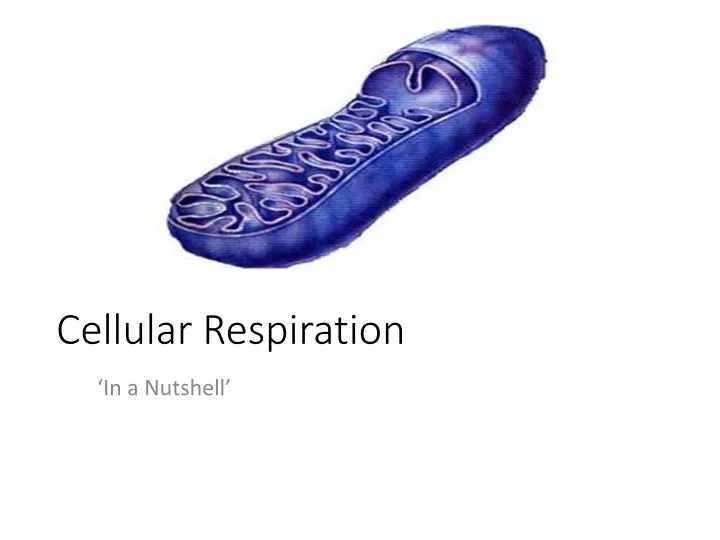 cellular respiration